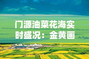 门源油菜花海实时盛况：金黄画卷中的诗意漫步