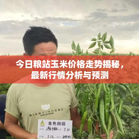 今日粮站玉米价格走势揭秘，最新行情分析与预测