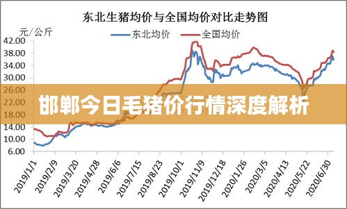 邯郸今日毛猪价行情深度解析