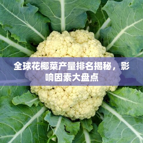 全球花椰菜产量排名揭秘，影响因素大盘点