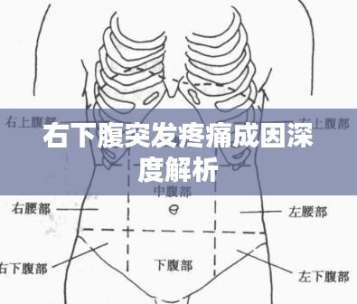 右下腹突发疼痛成因深度解析