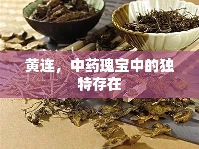 黄连，中药瑰宝中的独特存在