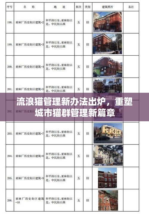 流浪猫管理新办法出炉，重塑城市猫群管理新篇章